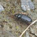 Nebria_brevicollis_ah7032