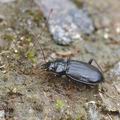 Nebria_brevicollis_ah7038