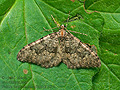 Nebula_ibericata_numidiata_jk1327s