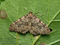 Nebula_ibericata_numidiata_jk1346s