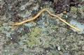 Necrophloeophagus_longicornis_ae0045