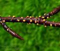 Nectria_cinnabarina_bi6441