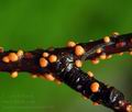 Nectria_cinnabarina_bi6450