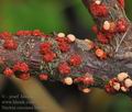 Nectria_coccinea_bm5867