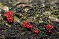 Nectria_coccinea_cr7410s