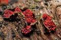 Nectria_coccinea_cr7442s