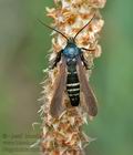 Negotinthia_myrmosaeformis_ja2568s