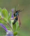 Negotinthia_myrmosaeformis_ja2618s