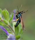 Negotinthia_myrmosaeformis_ja2618s