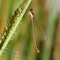 Nehalennia_speciosa_ae9427