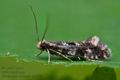 Nemapogon_cloacella_cj8833s