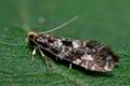 Nemapogon_cloacella_cl7060s