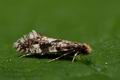 Nemapogon_cloacella_ct4814s