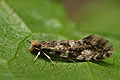 Nemapogon_cloacella_je5378s