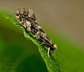 Nemapogon_cloacella_je5400s