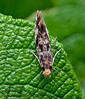 Nemapogon_cloacella_je5415s
