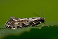 Nemapogon_fungivorella_dy4042s
