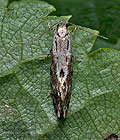Nemapogon_fungivorella_dy4066s