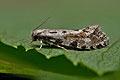 Nemapogon_fungivorella_dy4080s