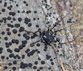 Nemastoma_quadripunctatum_ah4309