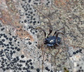 Nemastoma_quadripunctatum_ah4318