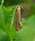 Nematopogon_adansoniella_cs4660s