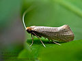Nematopogon_adansoniella_cs4679s
