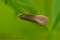 Nematopogon_adansoniella_cs6498s