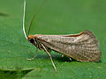 Nematopogon_pilella_ch4356s