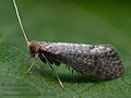 Nematopogon_robertella_ck7504s