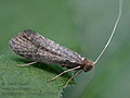 Nematopogon_robertella_ck7537s