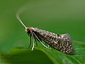 Nematopogon_robertella_ct3253s