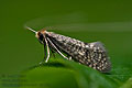 Nematopogon_robertella_ct3278s