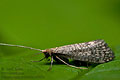 Nematopogon_robertella_ct6663s