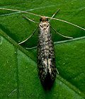 Nematopogon_robertella_ct6675s