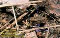 Nemobius_sylvestris_394