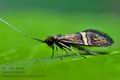 Nemophora_associatella_dx7551s