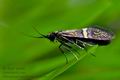 Nemophora_associatella_dx7602s