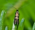 Nemophora_associatella_dx7654s