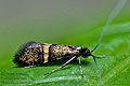 Nemophora_associatella_dx8609s