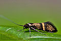 Nemophora_associatella_dx8629s