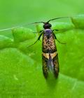 Nemophora_associatella_dx8865s