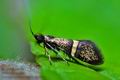 Nemophora_associatella_dx8882s