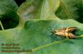 Nemophora_degeerella_2986