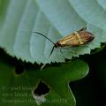 Nemophora_degeerella_ah9174