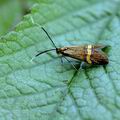 Nemophora_degeerella_ah9312