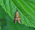 Nemophora_degeerella_bt9574