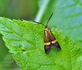 Nemophora_degeerella_bt9587