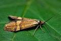 Nemophora_degeerella_ci9875s