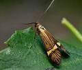 Nemophora_degeerella_cj0712s